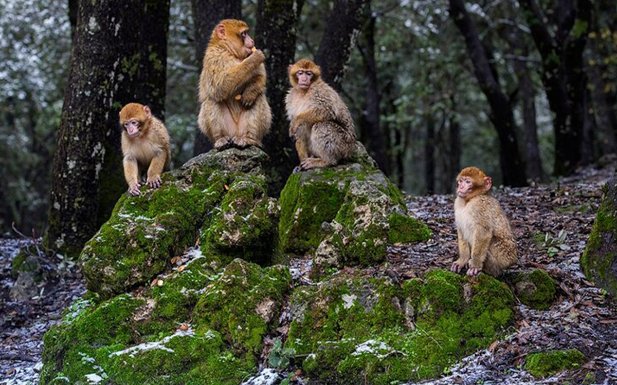 Ifrane and Azrou Day Trip
