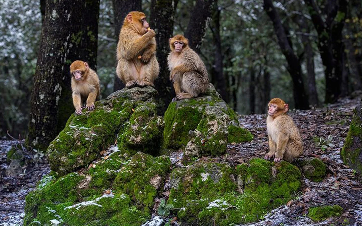 Ifrane and Cedar Forest Day Trip